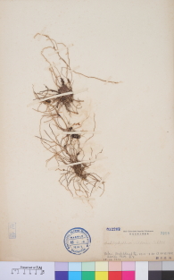 Specimen thumbnail